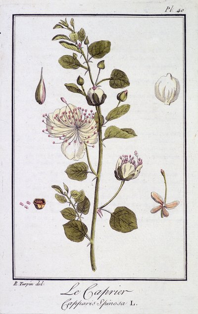 El alcaparro (Capparis Spinosa) - en “Ejercicios de botánica para el uso de los comerciantes”, redactado por J.C. Philibert, Imprimerie de Crapelet, París de Unknown artist