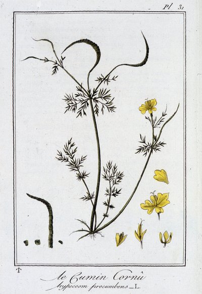 El comino cornudo (Hypecoom procumbens) - en "Ejercicios de botánica para el uso de los comerciantes", redactado por J.C. Philibert, Imprimerie de Crapelet, París de Unknown artist
