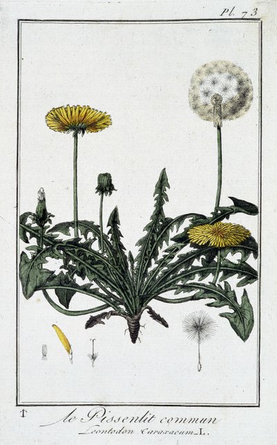 El diente de león común (Leontodon caraxacum) - en "Ejercicios de botánica para el uso de los comerciantes", escrito por J.C. Philibert, Imprimerie de Crapelet, París de Unknown artist