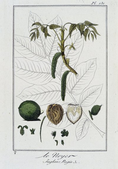 El Nogal (Juglans Regia) - en “Ejercicios de botánica para uso de los comerciantes”, escrito por J.C. Philibert, Imprenta de Crapelet, París de Unknown artist