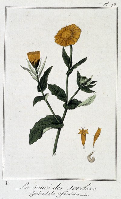 La Caléndula (Calendula Officinalis) - en “Ejercicios de botánica para el uso de los comerciantes”, escrito por J.C. Philibert, Imprenta de Crapelet, París de Unknown artist