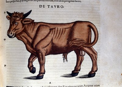 El Tauro. en Historia Animalium de Conrad Gesner (1516 - 1565), Tiguri de Unknown artist