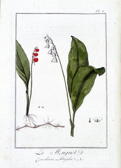 El lirio de los valles (Convallaria Majalis) - en “Ejercicios de botánica para el uso de los comerciantes”, escrito por J.C. Philibert, Imprimerie de Crapelet, París de Unknown artist