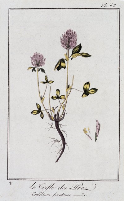 El trébol de los prados (Trifolium pratense) - en "Ejercicios de botánica para el uso de los comerciantes", redactado por J.C. Philibert, Imprimerie de Crapelet, París de Unknown artist