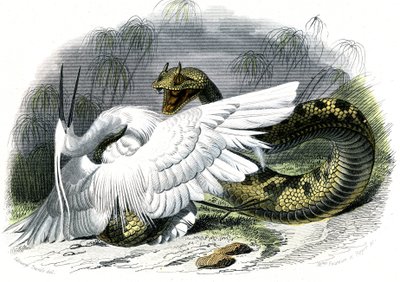 Le ceraste (Vipera cerastes) - Lámina de Historia Natural de Bernard Germain de Lacepede (1856-1925), edición P.Furme, París de Unknown artist