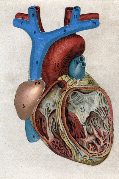 El corazón. en “La nueva medicación natural” de F.E. Bilz. 1898 de Unknown artist