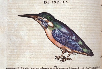 El abejaruco en Historia Animalium por Conrad Gesner (1516 - 1565), Tiguri de Unknown artist