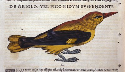 Le pic en Historia Animalium de Conrad Gesner, Tiguri de Unknown artist