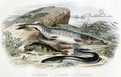 Le pike, la perche et l