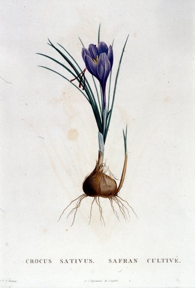 El azafrán (Crocus sativus) según Botánica de J. Rousseau, París 1822 de Unknown artist