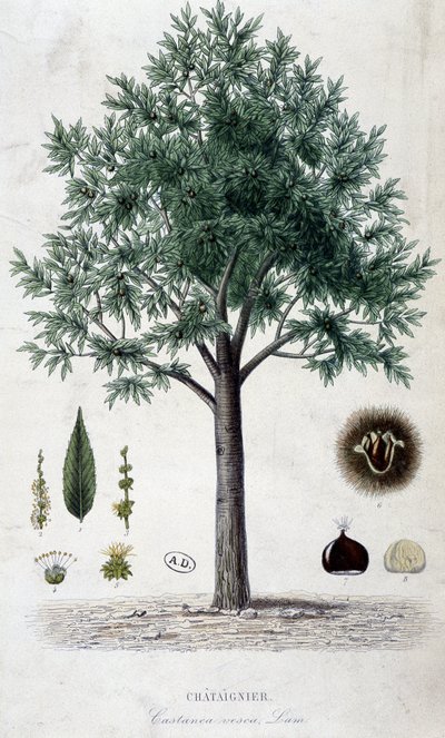 Hojas, frutas y castaño, lámina botánica de Unknown artist