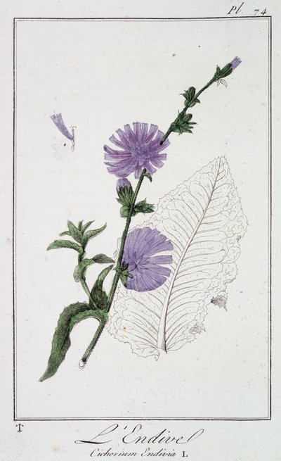 La endibia (Cichorium Endivia) - en “Ejercicios de botánica para el uso de los comerciantes”, escrito por J.C. Philibert, Imprimerie de Crapelet, París de Unknown artist