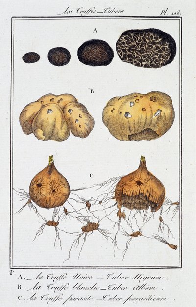 Las trufas (Tubera) - en “Ejercicios de botánica para el uso de los comerciantes”, redactado por J.C. Philibert, Imprimerie de Crapelet, París de Unknown artist