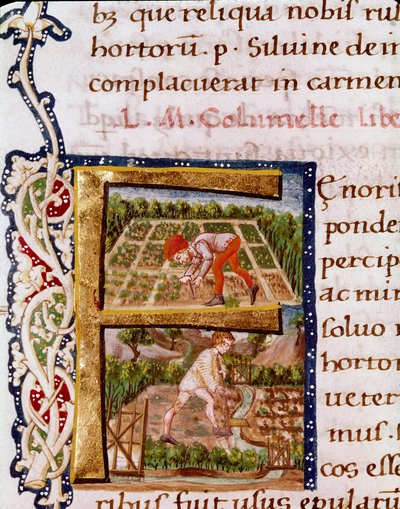 Letra F del capítulo sobre horticultura: escenas de playa y riego. Miniatura tomada de "De re rustica" del agrónomo Lucius Iunius Moderatus Columella (siglo I) (Ms.E-39). Siglo XV. Roma, Biblioteca Vallicelliana de Unknown artist