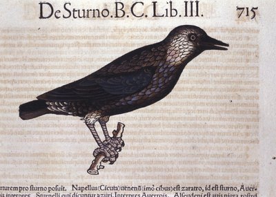 El estornino en Historia Animalium de Conrad Gesner (1516 - 1565), Tiguri de Unknown artist