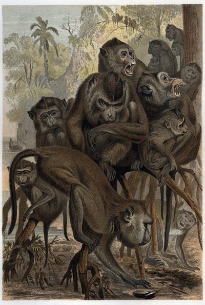 Macacos (Macaca) (Cercopithecinae) - grabado de 