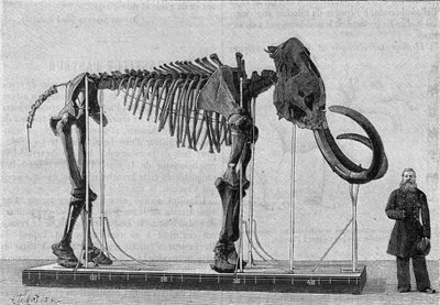Esqueleto de mamut (elephas primigenius) descubierto en las orillas del Mar de Hielo cerca de la desembocadura del río Lena y reportado en 1806 al Museo de la Academia de Ciencias de San Petersburgo por el Sr. Adams. (De una fotografía). Grabado en de Unknown artist