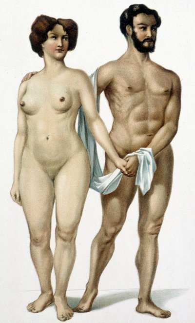 Hombre y mujer - libro de medicina, finales del siglo XIX de Unknown artist