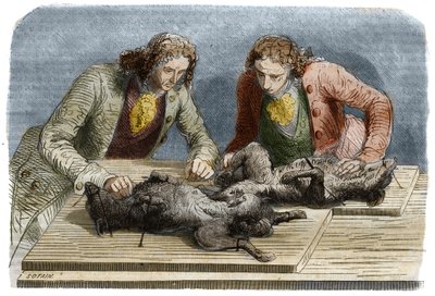 Experiencia médica: transfusión de sangre realizada en dos perros en París en 1667. Grabado de 1857 de un dibujo de Claude Perrault. de Unknown artist