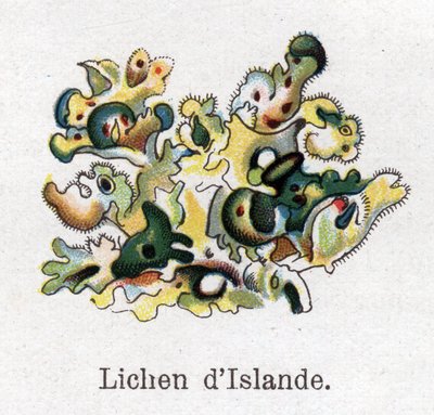 Plantas botánicas medicinales y alimenticias: liquen de Islandia. Grabado en "La medicación natural" de Friedrich Eduard Bilz (1842-1922) de Unknown artist