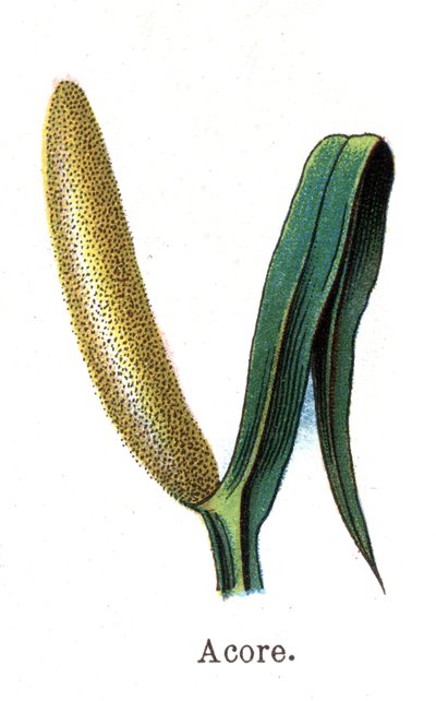 Plantas botánicas medicinales y alimenticias: acoro. Grabado en "La medicación natural", por Friedrich Eduard Bilz (1842-1922) de Unknown artist