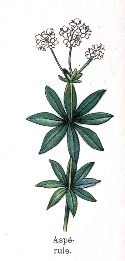 Plantas botánicas medicinales y alimenticias: asperula. Grabado en “La medicación natural”, de Friedrich Eduard Bilz (1842-1922) de Unknown artist