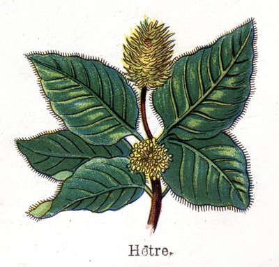 Plantas botánicas medicinales y alimenticias: haya. Grabado en “La medicación natural”, de Friedrich Eduard Bilz (1842-1922) de Unknown artist
