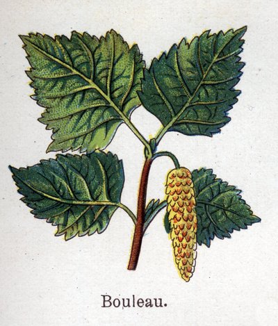 Plantas botánicas medicinales y alimenticias: abedul. Grabado en “La medicación natural” de Friedrich Eduard Bilz (1842-1922). de Unknown artist