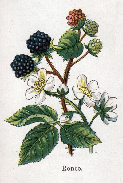 Plantas botánicas medicinales y alimenticias: zarzamora. Grabado en "La medicación natural" de Friedrich Eduard Bilz (1842-1922). de Unknown artist
