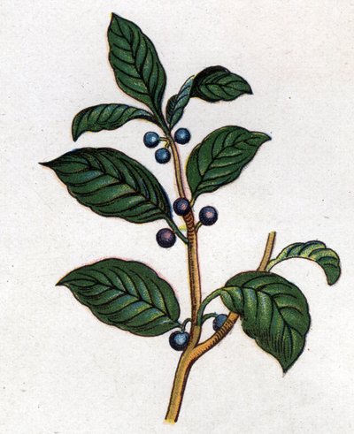 Plantas botánicas medicinales y alimenticias: espino cerval. Grabado en "La medicación natural", por Friedrich Eduard Bilz (1842-1922) de Unknown artist