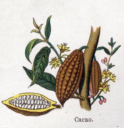 Plantas botánicas medicinales y alimenticias: cacao. Grabado en "La medicación natural" de Friedrich Eduard Bilz (1842-1922). de Unknown artist