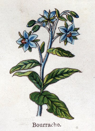 Plantas botánicas medicinales y alimenticias: arándano. Grabado en “La medicación natural”, de Friedrich Eduard Bilz (1842-1922) de Unknown artist