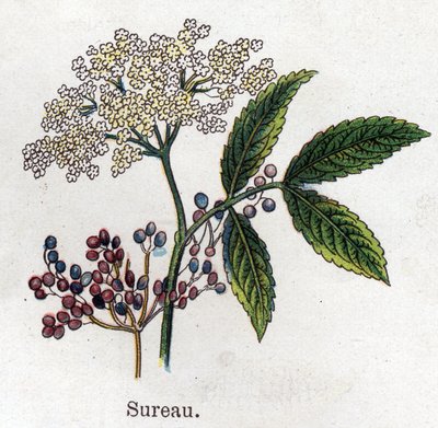 Plantas botánicas medicinales y alimenticias: saúco. Grabado en "La medicación natural" de Friedrich Eduard Bilz (1842-1922). de Unknown artist