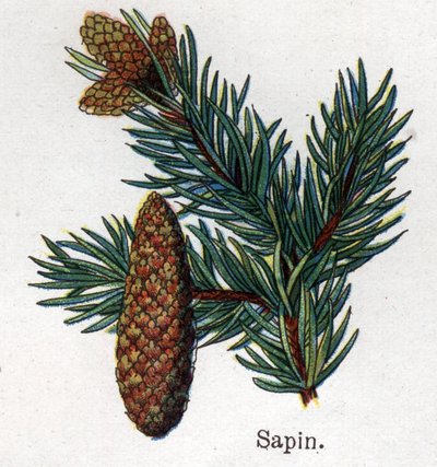 Plantas botánicas medicinales y alimenticias: abeto. Grabado en "La medicación natural" de Friedrich Eduard Bilz (1842-1922) de Unknown artist