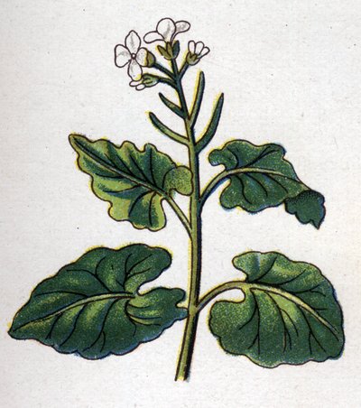 Plantas botánicas medicinales y alimenticias: hierba con cantantes. Grabado en "La medicación natural", por Friedrich Eduard Bilz (1842-1922) de Unknown artist