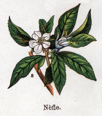 Plantas botánicas medicinales y alimenticias: níspero. Grabado en “La medicación natural”, de Friedrich Eduard Bilz (1842-1922) de Unknown artist