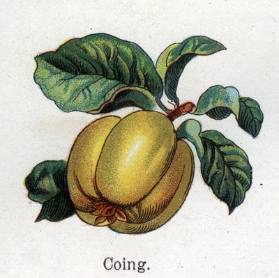 Plantas botánicas medicinales y alimenticias: membrillo. Grabado en “La medicación natural”, de Friedrich Eduard Bilz (1842-1922) de Unknown artist