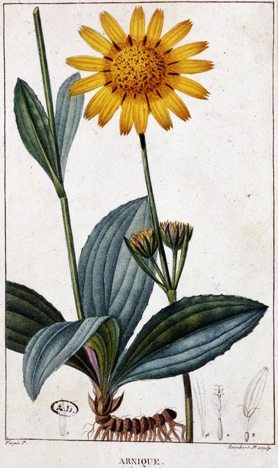 Planta medicinal: Árnica - lámina botánica, finales del siglo XIX. de Unknown artist