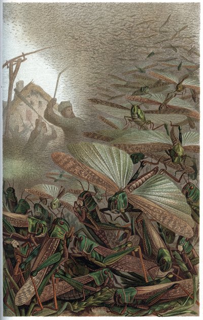 Langosta migratoria - La langosta migratoria (Locust migratoria) - grabado de 
