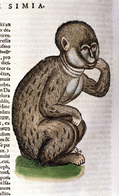Mono según la Historia Animalium de Conrad Gesner, Tiguri 1560. Biblioteca nacional Braidense. Milán de Unknown artist