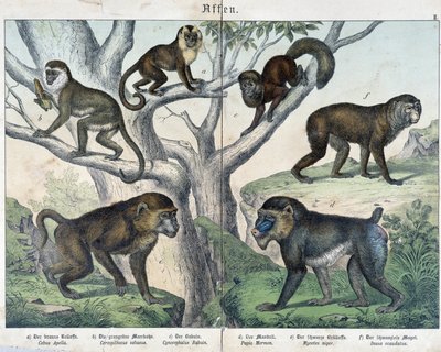 Monos: monos... - en “Historias naturales de mamíferos”, ed. Schreiber de Unknown artist