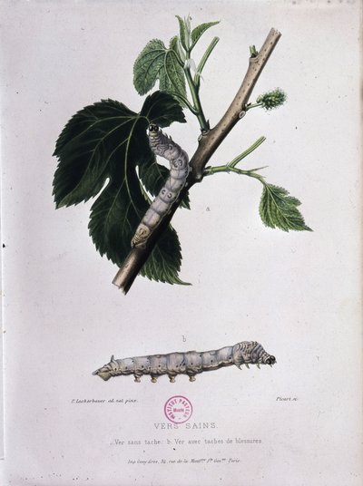 Morera y gusano de seda - Estudio de Pasteur de Unknown artist