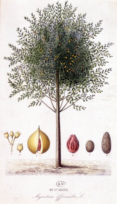 Myristica fragrans - Nuez moscada (Myristica officinalis). lámina botánica de Unknown artist