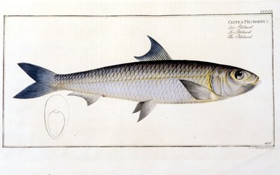 Placa de Historia Natural: La sardina después de “Ichtiology” de Bloch. Grabado del siglo XIX de Unknown artist