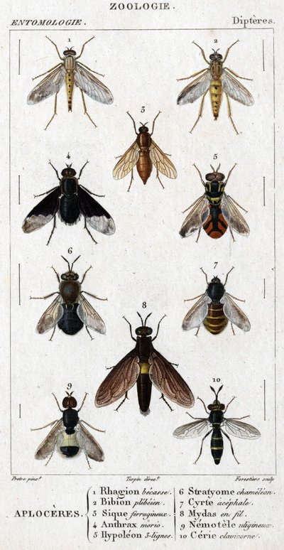 Tablero de historia natural. Entomología. Familia de los dípteros. Aploceres: 1. Rhagion haya; 2. Plebeien bion; 3. Sic ferruginoso; 4. Anthrax morio; 5. Hypoleon 63 líneas; 6. Stratyome camaleón; 7. Cyrte acephal; 8. Mydas en alambre; 9. Nemotele utiginos de Unknown artist