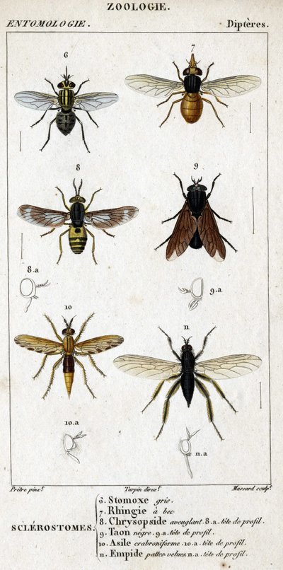 Tabla de historia natural. Entomología. Familia de dípteros. Sclerostomes: 6. Estomox gris; 7. Rhingia con pico; 8. Chrysopside cegadora; 8a. cabeza de perfil; 9. Tábano negro; 9a. cabeza de perfil; 10. Asilo crabroniforme; 10a. cabeza de perfil; 11. Emboi de Unknown artist