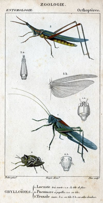 Tablero de historia natural. Entomología. Familia de ortópteros. Grylloides: 1. Langosta muy verde. 1.a. la cabeza frontal; 2. Pneumore tiene papilas gustativas; 2.a. su cabeza; 3. Nasu truxal; 3.a. cabeza; 3.b. alas extendidas. de Unknown artist