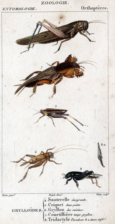 Tabla de historia natural. Entomología. Familia de ortópteros. Grylloides: 4. Saltamontes emigrante; 5. Saltamontes de dos puntos; 6. Gryllon de las cocinas; 7. Gryllon topo; 8. Tridactyl paradoja; 8a. tarso inferior de Unknown artist