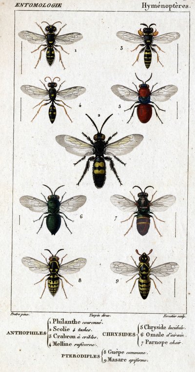 Tabla de historia natural. Entomología. Familia de los himenópteros. Antófilos: 1. Philanthus coronatus; 2. Scolia de 4 manchas; 3. Crabron de pantalla; 4. Mellinus ruficornis. Crisídidos: 5. Chrysis lucida; 6. Omalum cerebral; 7. Parnopes carnea. Pterodíp de Unknown artist