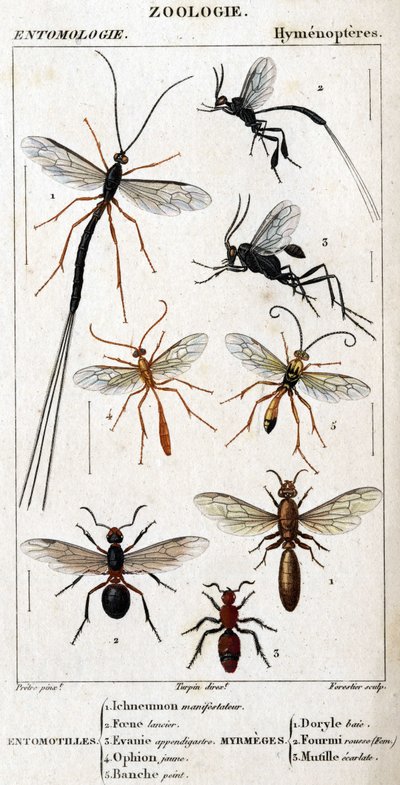 Lámina de historia natural. Entomología. Familia de los himenópteros. Entomotillos: 1. Inchneumon protester; 2. Foene lancier; 3. Evanie appendigastre; 4. Ophion amarillo; 5. Pintado blanco. Mirmeces: 1. Doryle bay; 2. Proporcionado pelirrojo (Fem.); 3. Mu de Unknown artist